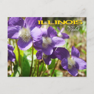 Illinois State Flower: Violet Briefkaart