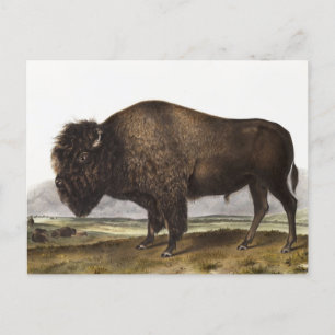 Illustratie Amerikaanse Bison (Bos Americanus) Briefkaart