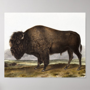 Illustratie Amerikaanse Bison (Bos Americanus) Poster