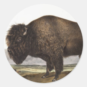 Illustratie Amerikaanse Bison (Bos Americanus) Ronde Sticker