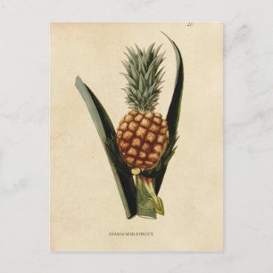 Illustratie  ananas briefkaart