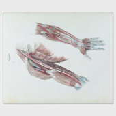  illustratie Anatomie Mensenwapens en handen Cadeaupapier (Vlak)