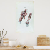  illustratie Anatomie Mensenwapens en handen Poster (Keuken)