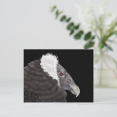 Illustratie Andean Condor Briefkaart (Staand voorkant)