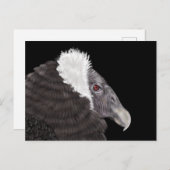 Illustratie Andean Condor Briefkaart (Voorkant / Achterkant)
