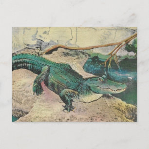 Illustratie ansichtkaart van vintage alligator briefkaart