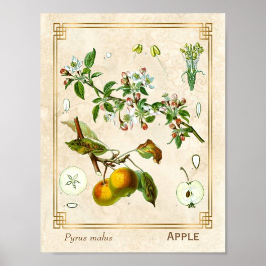  illustratie Apple Fruit Botanical Floral Poster (Voorkant)