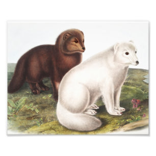 Illustratie Arctic Fox (Vulpes lagopus) Foto Afdruk