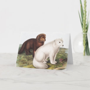 Illustratie Arctic Fox (Vulpes lagopus) Kaart