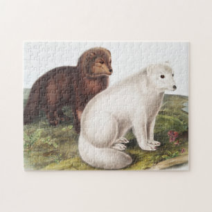 Illustratie Arctic Fox (Vulpes lagopus) Legpuzzel
