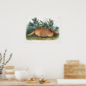  illustratie Armadillo Poster (Keuken)