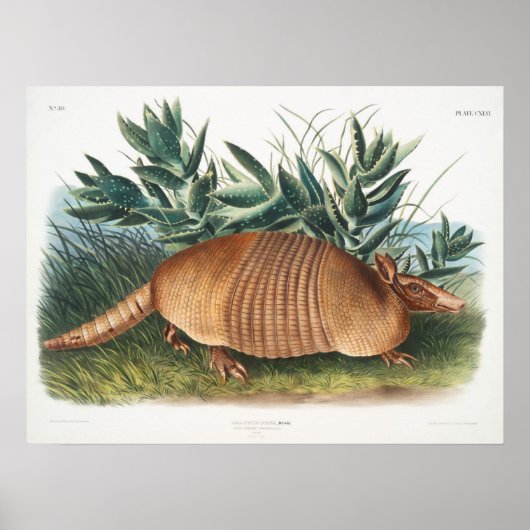 illustratie Armadillo Poster (Voorkant)