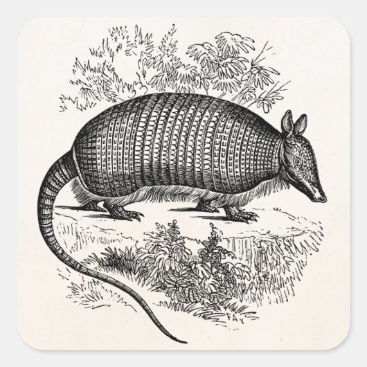 illustratie Armadillo Retro Armadillos Vierkante Sticker (Voorkant)