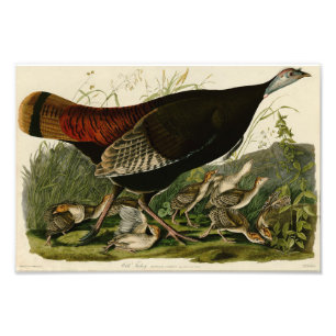 illustratie Audubon Wild Turkije Foto Afdruk