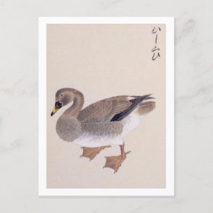  illustratie: Bean goose Briefkaart