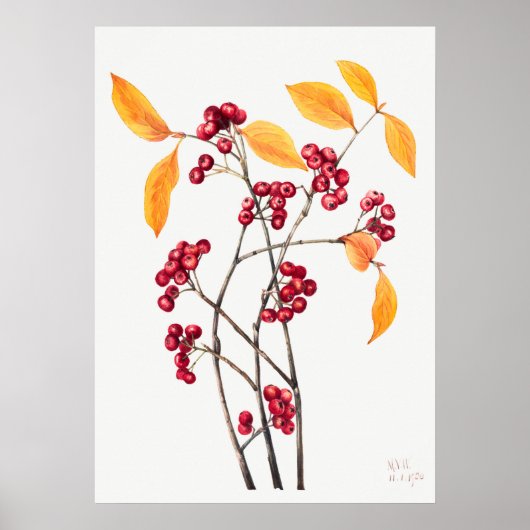 Illustratie  bergas poster (Voorkant)