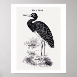  illustratie "Black Stork" Poster