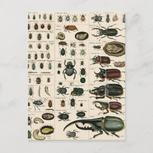 Illustratie  bundel briefkaart