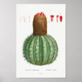 Illustratie Cactus Poster (Voorkant)