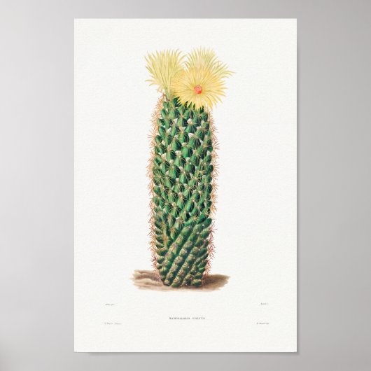 Illustratie  Cactus Poster (Voorkant)