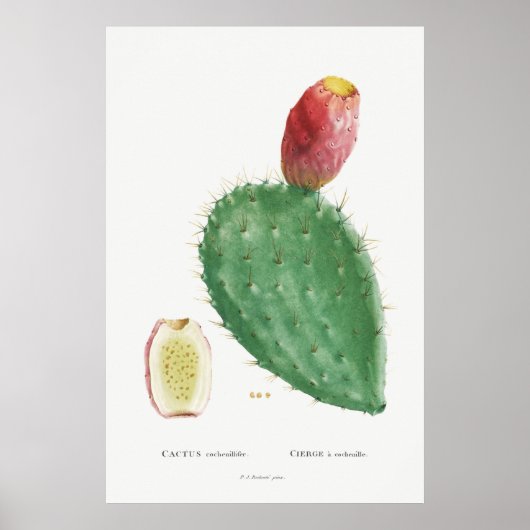 Illustratie Cactus Poster (Voorkant)