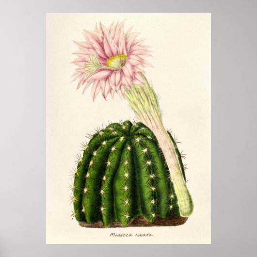 Illustratie Cactus Poster (Voorkant)