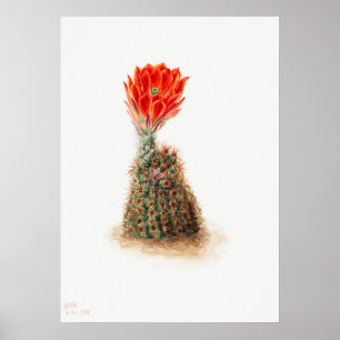 Illustratie  Cactus Poster