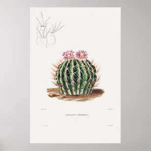 Illustratie  Cactus Poster