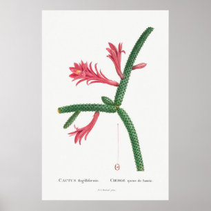 Illustratie  Cactus Poster
