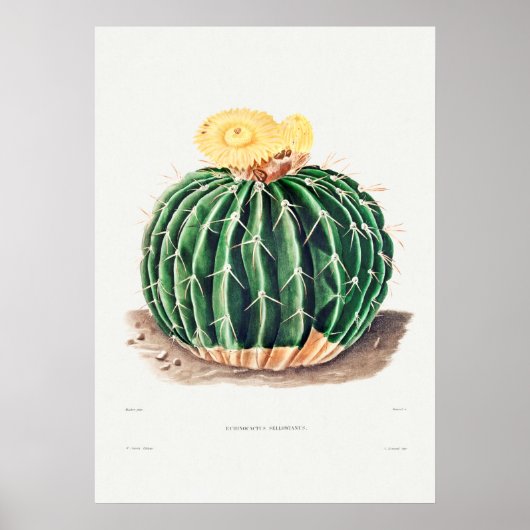 Illustratie  Cactus Poster (Voorkant)