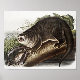 Illustratie Canada Otter (Lutra Canadensis) Poster
