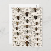 illustratie Cicadas Briefkaart (Voorkant / Achterkant)