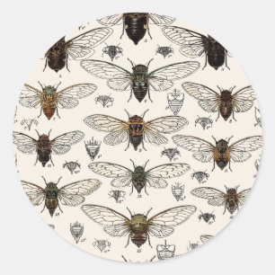 illustratie Cicadas Ronde Sticker