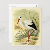 Illustratie cigogne briefkaart (Voorkant / Achterkant)