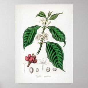 illustratie Coffea arabica Poster