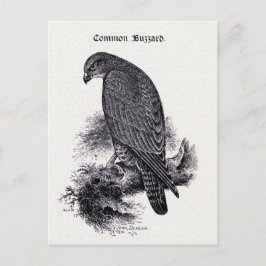  illustratie "Common Buzzard" Briefkaart