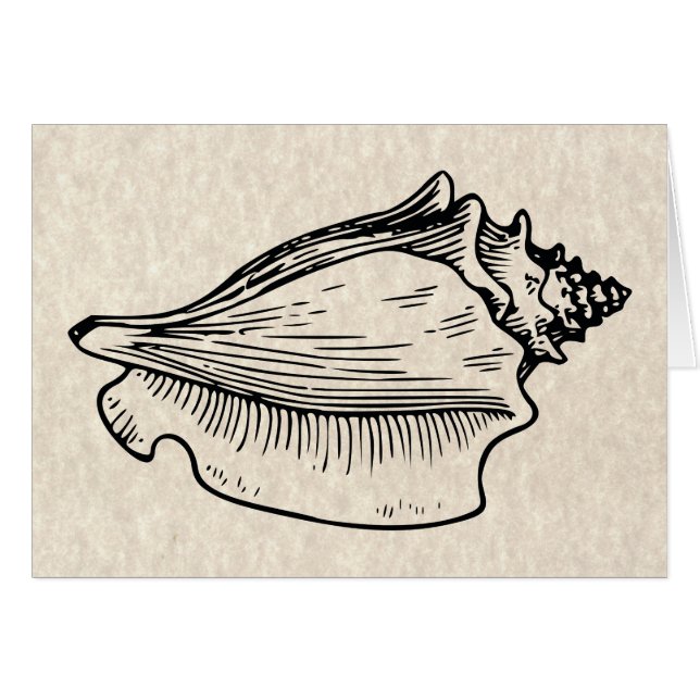  illustratie Conch Shell (Voorkant Horizontaal)
