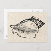 illustratie Conch Shell Briefkaart (Voorkant / Achterkant)