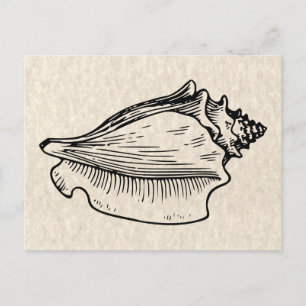  illustratie Conch Shell Briefkaart