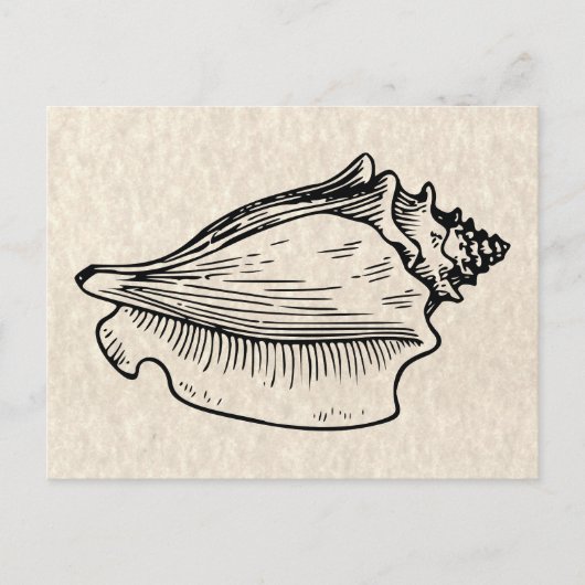  illustratie Conch Shell Briefkaart (Voorkant)