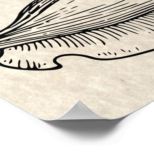  illustratie Conch Shell Poster (Hoek)