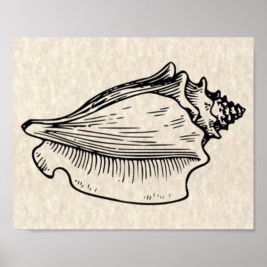 illustratie Conch Shell Poster (Voorkant)