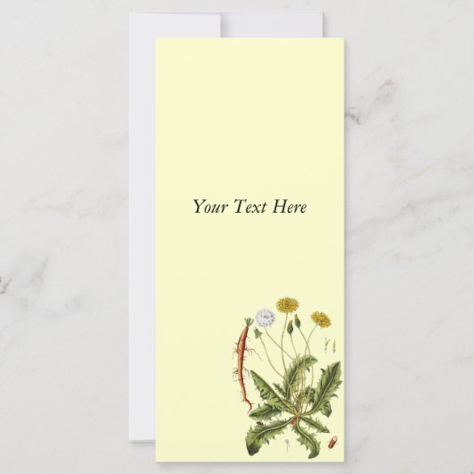  illustratie Dandelion (Voorkant)