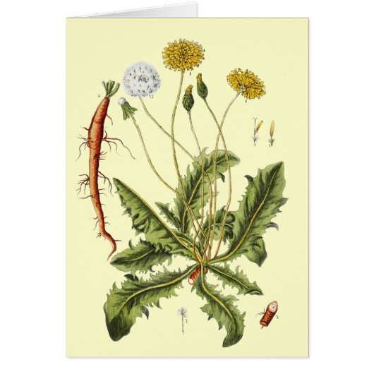  illustratie Dandelion (Voorkant)