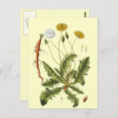 illustratie Dandelion Briefkaart (Voorkant / Achterkant)
