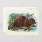  illustratie "De bever" Briefkaart (Voorkant / Achterkant)