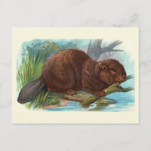  illustratie "De bever" Briefkaart