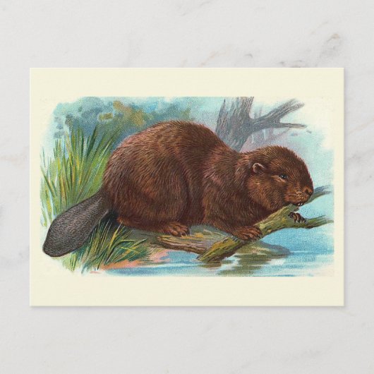  illustratie "De bever" Briefkaart (Voorkant)