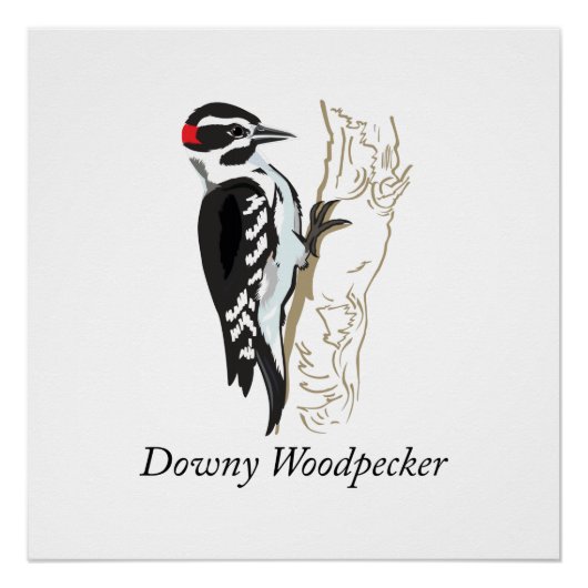 Illustratie Downy Woodpecker Perfect Poster (Voorkant)