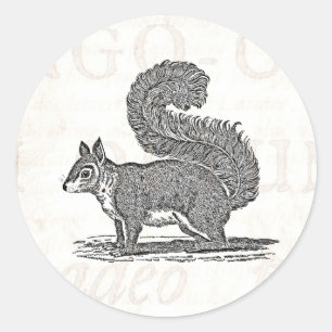 Illustratie  eekhoorn - Eekhoorns van 1800 Ronde Sticker